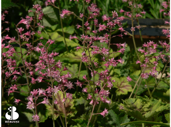 Heucherella alba   'Rosalie'
